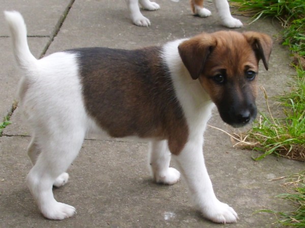 Ginger vom Rettberg